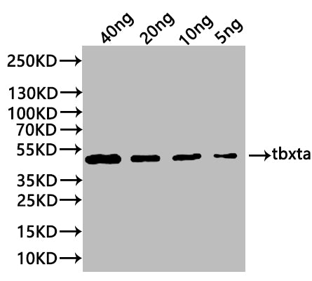Western Blot Positive WB detected in: recombinant protein All lanes:tbxta Antibody at 1:1000 Secondary Goat polyclonal to rabbit IgG at 1/20000 dilution Predicted band size: 46.5 kDa Observed band size: 44 kDa