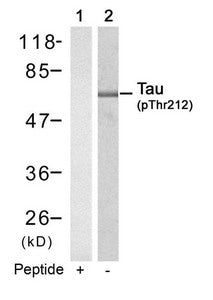 Western blot analysis of extracts from mouse brain tissue using Tau(Phospho-Thr212) Antibody(Lane 2) and the same antibody preincubated with blocking peptide(Lane1).