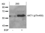 Western blot analysis of extracts from 293 cells untreated or treated with EGF using AKT1(phospho-Thr450) Antibody.