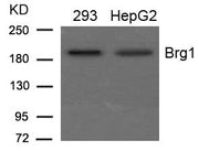 Western blot analysis of extracts from 293 and HepG2 cells using Brg1 Antibody.