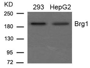 Western blot analysis of extracts from 293 and HepG2 cells using Brg1 Antibody.