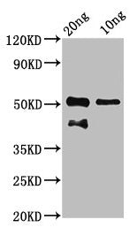 Western Blot Positive WB detected in Recombinant protein All lanes: tp63 antibody at 7.3µg/ml Secondary Goat polyclonal to rabbit IgG at 1/50000 dilution Predicted band size: 43 kDa Observed band size: 43, 52 kDa