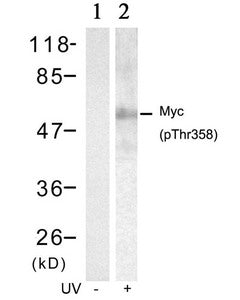 Western blot analysis of extracts from HT29 cells untreated(lane 1) or treated with UV(lane 2) using Myc(Phospho-Thr358) Antibody.