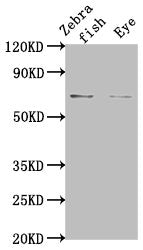 Western Blot Positive WB detected in: Zebrafish tissue, Zebrafish eye tissue All lanes: rbm47 at 1:2000 Secondary Goat polyclonal to rabbit IgG at 1/50000 dilution Predicted band size: 66 kDa Observed band size: 66 kDa
