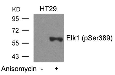 Western blot analysis of extracts from HT29 cells untreated or treated with Anisomycin using Elk1(Phospho-Ser389) Antibody.