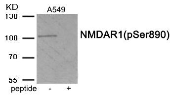 Western blot analysis of extracts from A549 tissue using Phospho-NMDAR1 (Ser890) antibody.The lane on the right is treated with the antigen-specific peptide.