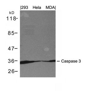 Western blot analysis of extracts from 293, Hela and MDA cells using Caspase 3 Antibody.