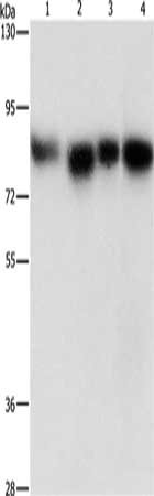 Gel: 8%SDS-PAGE, Lysate: 40 ug, Lane 1-4: Hela cells, 231 cells, hepG2 cells, Raji cells, Primary antibody: CSB-PA240533(MAD1L1 Antibody) at dilution 1/500, Secondary antibody: Goat anti rabbit IgG at 1/8000 dilution, Exposure time: 5 seconds