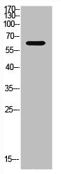 Western Blot analysis of HeLa cells using Ku-70 Polyclonal Antibody