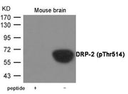 Western blot analysis of extracts from Mouse brain tissue using DRP-2 (Phospho-Thr514) Antibody.The lane on the left is treated with the antigen-specific peptide.