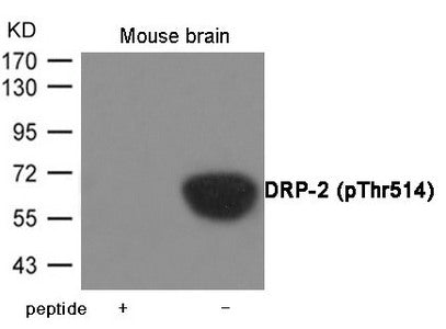 Western blot analysis of extracts from Mouse brain tissue using DRP-2 (Phospho-Thr514) Antibody.The lane on the left is treated with the antigen-specific peptide.