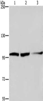 Gel: 6%SDS-PAGE,Lysate: 40 ug,Lane 1-3: Hela cells, HepG2 cells, NIH/3T3 cells,Primary antibody: CSB-PA240901(EIF4G2 Antibody) at dilution 1/300 dilution,Secondary antibody: Goat anti rabbit IgG at 1/8000 dilution,Exposure time: 1 minute