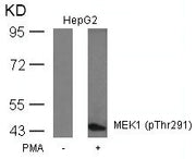 Western blot analysis of extracts from HepG2 cells untreated or treated with PMA using MEK1(Phospho-Thr291) Antibody.