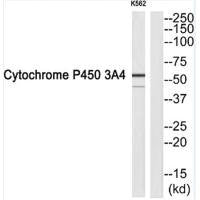 Western blot analysis of extracts from K562 cells, using P450 3A4 antibody.