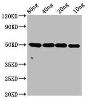 Western Blot Positive WB detected in Recombinant protein All lanes: ntpcr antibody at 4µg/ml Secondary Goat polyclonal to rabbit IgG at 1/50000 dilution Predicted band size: 50 kDa Observed band size: 50 kDa