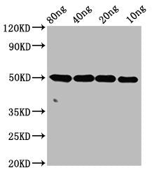 Western Blot Positive WB detected in Recombinant protein All lanes: ntpcr antibody at 4µg/ml Secondary Goat polyclonal to rabbit IgG at 1/50000 dilution Predicted band size: 50 kDa Observed band size: 50 kDa