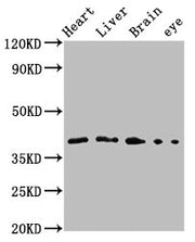 Western Blot Positive WB detected in: Zebrafish heart tissue, Zebrafish liver tissue, Zebrafish brain tissue, Zebrafish eye tissue All lanes: fas antibody at 3.1µg/ml Secondary Goat polyclonal to rabbit IgG at 1/50000 dilution Predicted band size:...