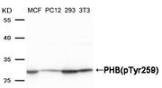 Western blot analysis of extracts from MCF, PC12, 293 and 3T3 cells using PHB (Phospho-Tyr259) Antibody.