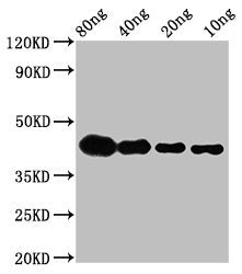 Western Blot Positive WB detected in Recombinant protein All lanes: lta antibody at 2.8µg/ml Secondary Goat polyclonal to rabbit IgG at 1/50000 dilution Predicted band size: 40 kDa Observed band size: 42 kDa