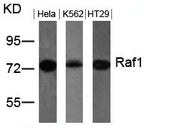 Western blot analysis of extracts from Hela, K562 and HT29 cells using Raf1(Ab-259) Antibody.