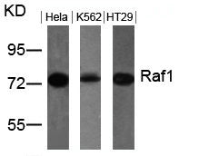 Western blot analysis of extracts from Hela, K562 and HT29 cells using Raf1(Ab-259) Antibody.