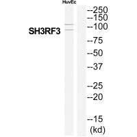 Western blot analysis of extracts from HuvEc cells, using SH3RF3 antibody.