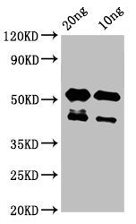 Western Blot Positive WB detected in Recombinant protein All lanes: lats2 antibody at 3µg/ml Secondary Goat polyclonal to rabbit IgG at 1/50000 dilution Predicted band size: 43 kDa Observed band size: 43, 53 kDa