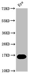 Western Blot Positive WB detected in: Zebrafish eye tissue All lanes: mturn at 1:2000 Secondary Goat polyclonal to rabbit IgG at 1/50000 dilution Predicted band size: 16 kDa Observed band size: 16 kDa