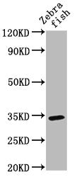Western Blot Positive WB detected in: Zebrafish tissue All lanes: SDR antibody at 3ug/ml Secondary Goat polyclonal to rabbit IgG at 1/50000 dilution Predicted band size: 34 kDa Observed band size: 34 kDa