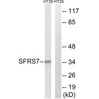 Western blot analysis of extracts from HT-29 cells, using SFRS7 antibody.