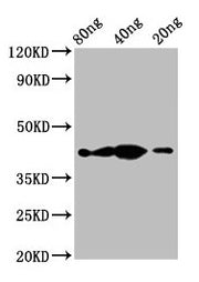 Western Blot Positive WB detected in Recombinant protein All lanes: th antibody at 2.3µg/ml Secondary Goat polyclonal to rabbit IgG at 1/50000 dilution Predicted band size: 43 kDa Observed band size: 43 kDa