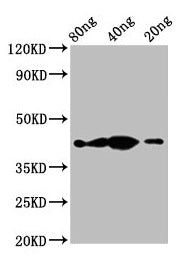 Western Blot Positive WB detected in Recombinant protein All lanes: th antibody at 2.3µg/ml Secondary Goat polyclonal to rabbit IgG at 1/50000 dilution Predicted band size: 43 kDa Observed band size: 43 kDa