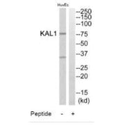 Western blot analysis of extracts from HuvEc cells, using KAL1 antibody.
