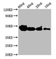 Western Blot Positive WB detected in Recombinant protein All lanes: cyp1a antibody at 4µg/ml Secondary Goat polyclonal to rabbit IgG at 1/50000 dilution Predicted band size: 39 kDa Observed band size: 47 kDa