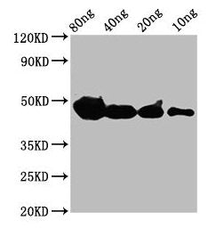 Western Blot Positive WB detected in Recombinant protein All lanes: cyp1a antibody at 4µg/ml Secondary Goat polyclonal to rabbit IgG at 1/50000 dilution Predicted band size: 39 kDa Observed band size: 47 kDa