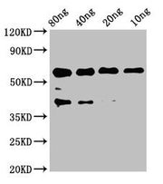 Western Blot Positive WB detected in Recombinant protein All lanes: egf antibody at 2.6µg/ml Secondary Goat polyclonal to rabbit IgG at 1/50000 dilution Predicted band size: 43 kDa Observed band size: 60 kDa