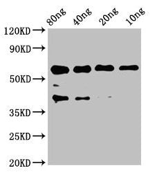 Western Blot Positive WB detected in Recombinant protein All lanes: egf antibody at 2.6µg/ml Secondary Goat polyclonal to rabbit IgG at 1/50000 dilution Predicted band size: 43 kDa Observed band size: 60 kDa