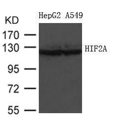 Western blot analysis of extracts from HepG2 and A549 cells using HIF2A Antibody.