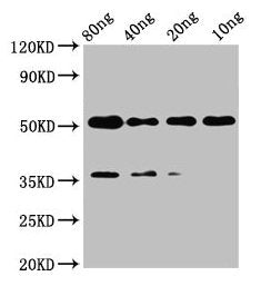 Western Blot Positive WB detected in Recombinant protein All lanes: met antibody at 2µg/ml Secondary Goat polyclonal to rabbit IgG at 1/50000 dilution Predicted band size: 42 kDa Observed band size: 52 kDa