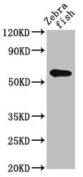 Western Blot Positive WB detected in: Zebrafish tissue All lanes: src antibody at 2ug/ml Secondary Goat polyclonal to rabbit IgG at 1/50000 dilution Predicted band size: 61 kDa Observed band size: 61 kDa