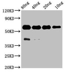 Western Blot Positive WB detected in Recombinant protein All lanes: ptprsa antibody at 3.1µg/ml Secondary Goat polyclonal to rabbit IgG at 1/50000 dilution Predicted band size: 48 kDa Observed band size: 60 kDa