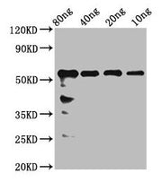 Western Blot Positive WB detected in Recombinant protein All lanes: rhoaa antibody at 2.4µg/ml Secondary Goat polyclonal to rabbit IgG at 1/50000 dilution Predicted band size: 51 kDa Observed band size: 56 kDa