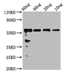 Western Blot Positive WB detected in Recombinant protein All lanes: rhoaa antibody at 2.4µg/ml Secondary Goat polyclonal to rabbit IgG at 1/50000 dilution Predicted band size: 51 kDa Observed band size: 56 kDa