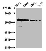 Western Blot Positive WB detected in Recombinant protein All lanes: rhoac antibody at 4µg/ml Secondary Goat polyclonal to rabbit IgG at 1/50000 dilution Predicted band size: 51 kDa Observed band size: 56 kDa