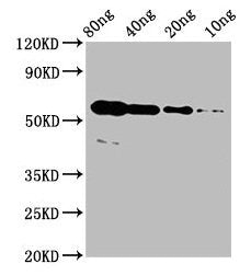 Western Blot Positive WB detected in Recombinant protein All lanes: rhoac antibody at 4µg/ml Secondary Goat polyclonal to rabbit IgG at 1/50000 dilution Predicted band size: 51 kDa Observed band size: 56 kDa