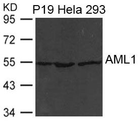 Western blot analysis of extract from P19, Hela and 293 cells using AML1(RUNX1) Antibody