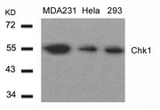 Western blot analysis of extracts from MDA231,Hela and 293 cells using Chk1(Ab-317) Antibody.