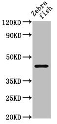 Western Blot Positive WB detected in: Zebrafish tissue All lanes: ndr1 antibody at 5µg/ml Secondary Goat polyclonal to rabbit IgG at 1/50000 dilution Predicted band size: 45 kDa Observed band size: 45 kDa