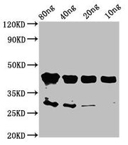 Western Blot Positive WB detected in Recombinant protein All lanes: olig2 antibody at 2µg/ml Secondary Goat polyclonal to rabbit IgG at 1/50000 dilution Predicted band size: 44 kDa Observed band size: 44 kDa