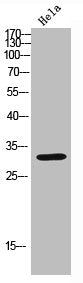 Western blot analysis of Hela lysate, antibody was diluted at 2000. Secondary antibody was diluted at 1:20000